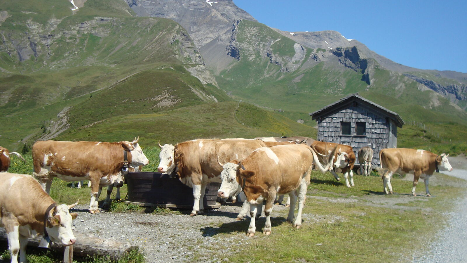 Kühe auf Grosser Scheidegg