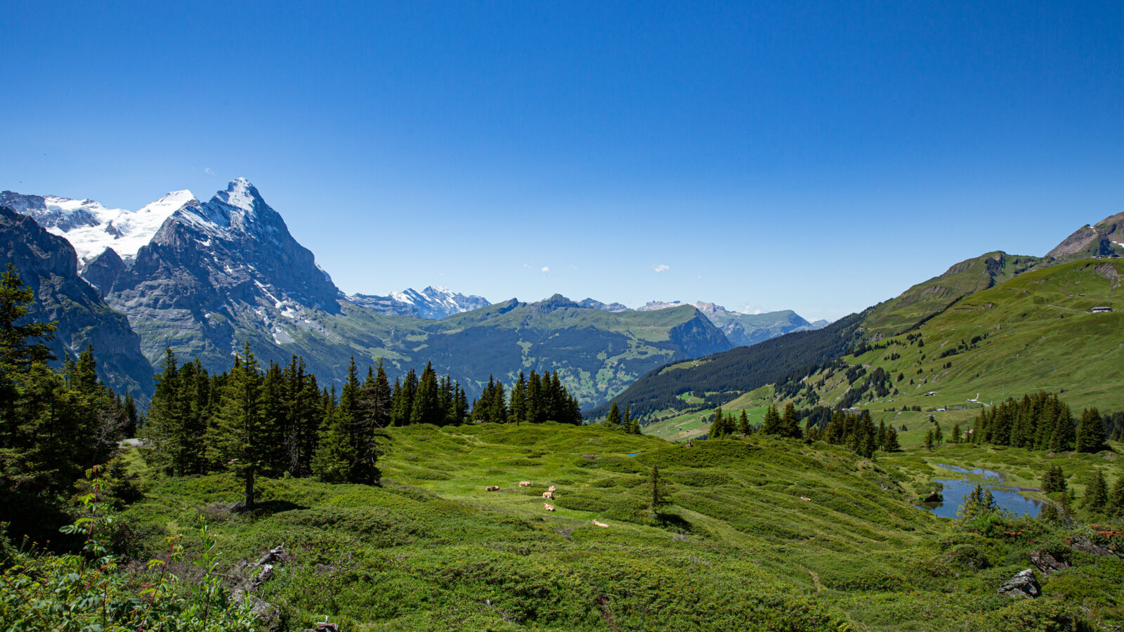 Alpine meadows at Grosse Scheidegg
