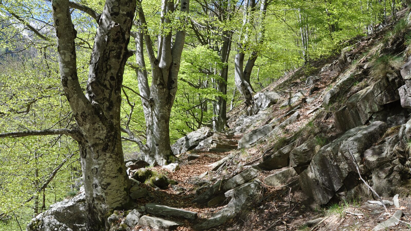 Ancient primeval beech forests in the Carpathians and other regions of Europe