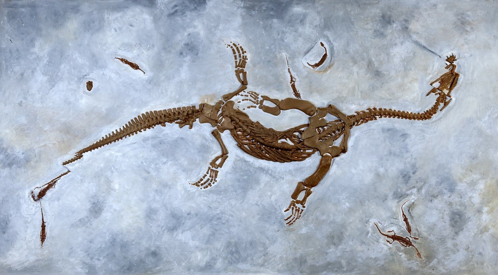 Fossilien des Meeresreptil Ceresiosaurus calcagnii 