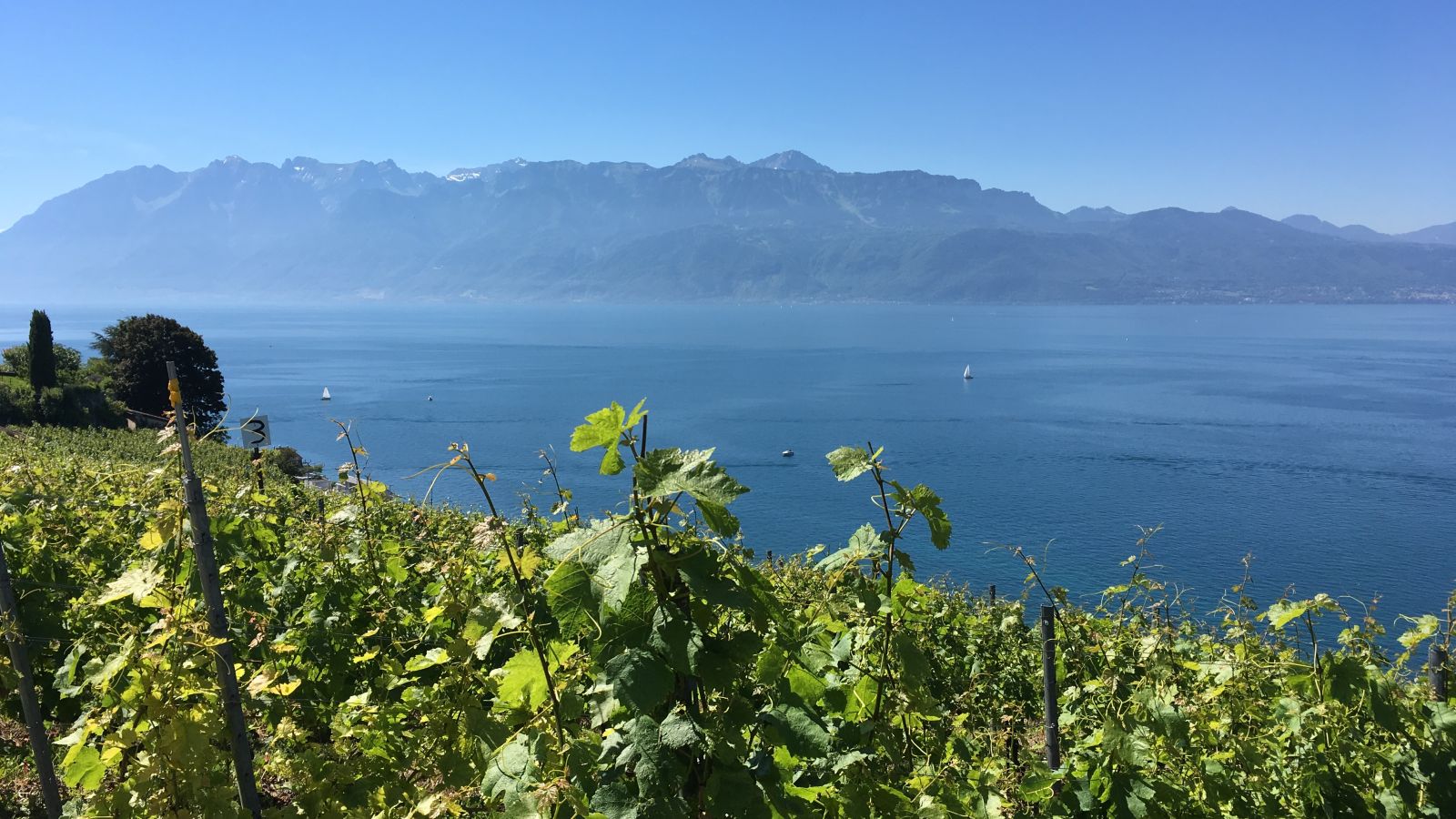Lavaux