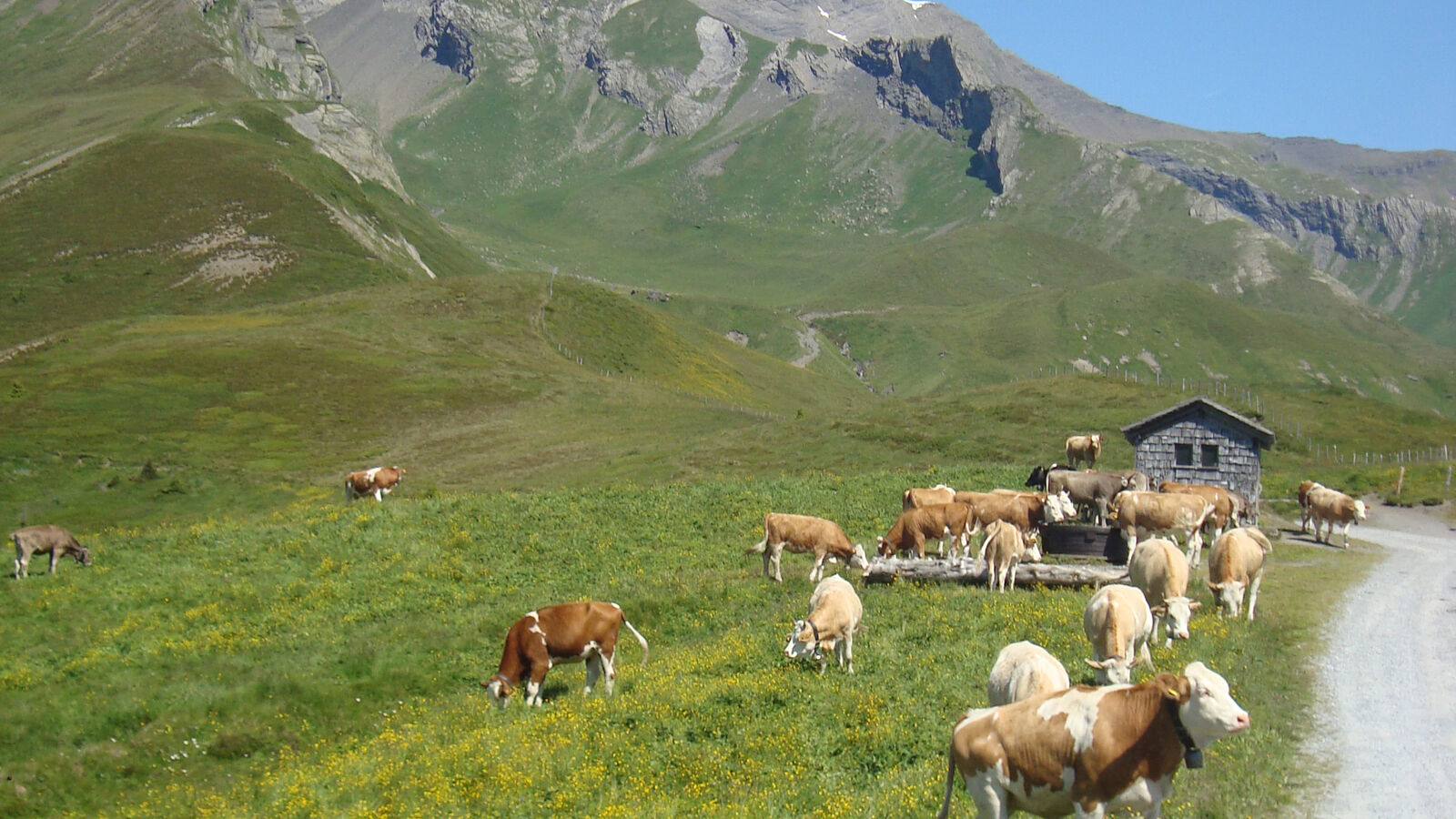 Kühe auf der Grossen Scheidegg