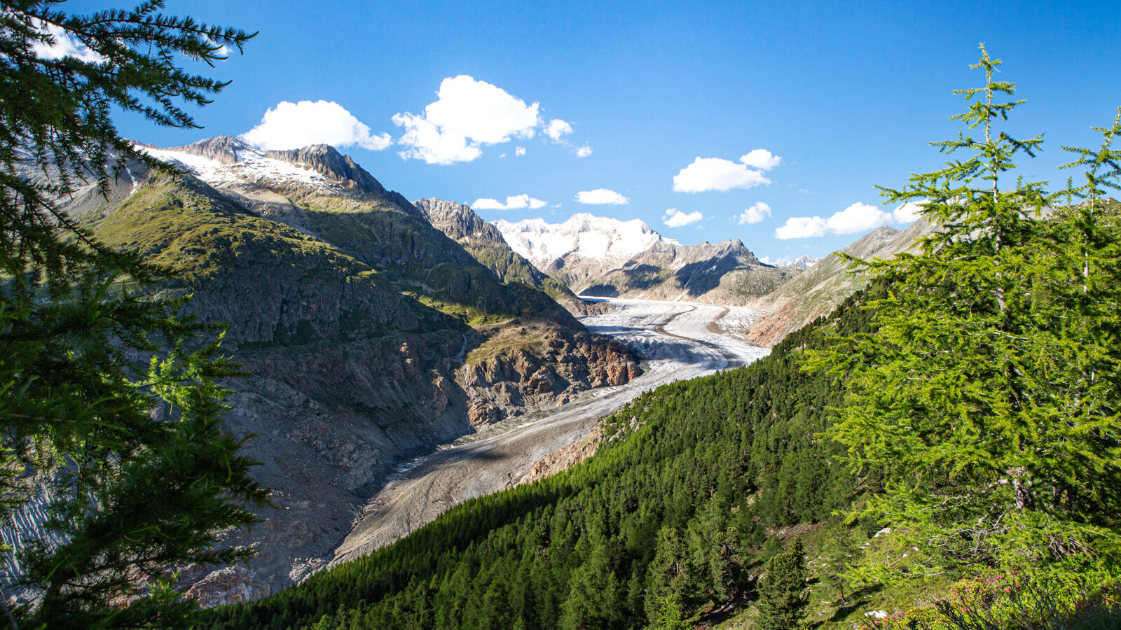 Aletsch forest – forest at the glacier's edge