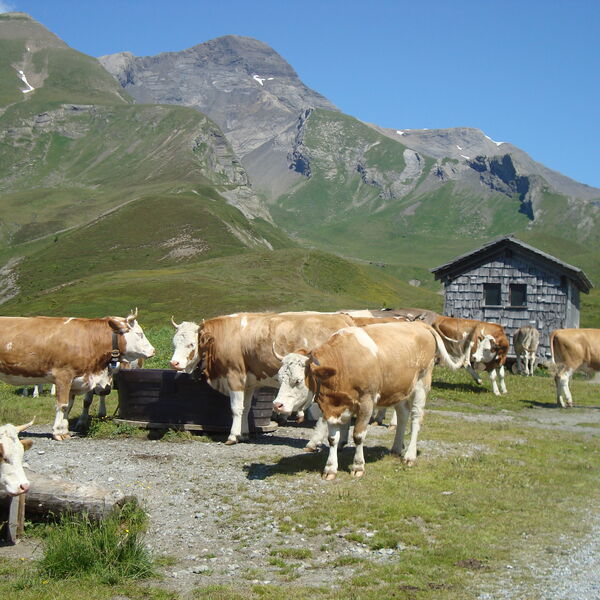 Kühe auf Grosser Scheidegg