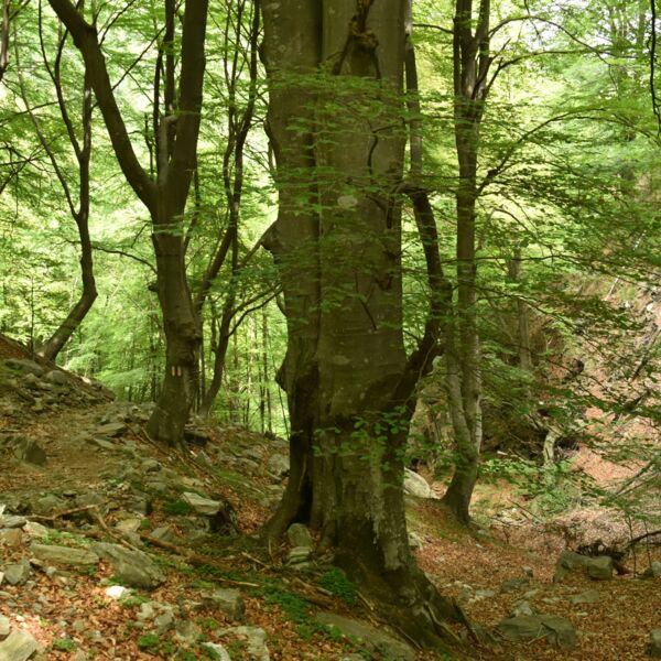 Ancient Beech Forest in Maggia Valley