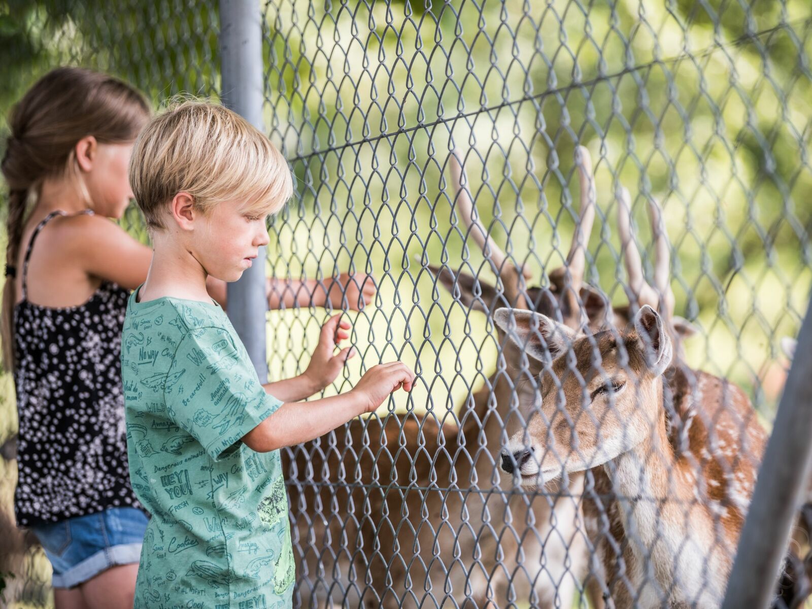 Experience animals up close in the Wildpark Peter & Paul in St.Gallen