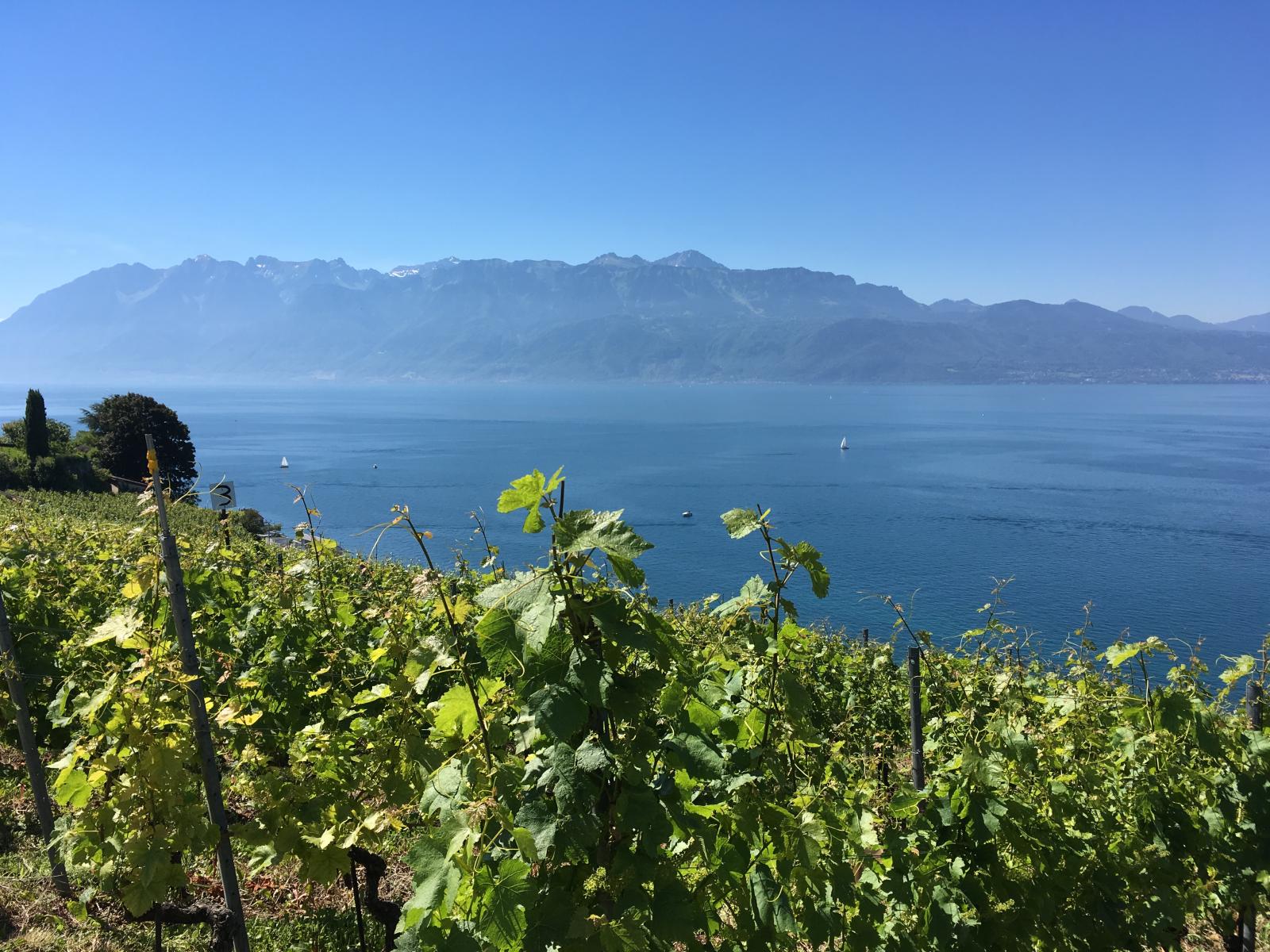 Lavaux