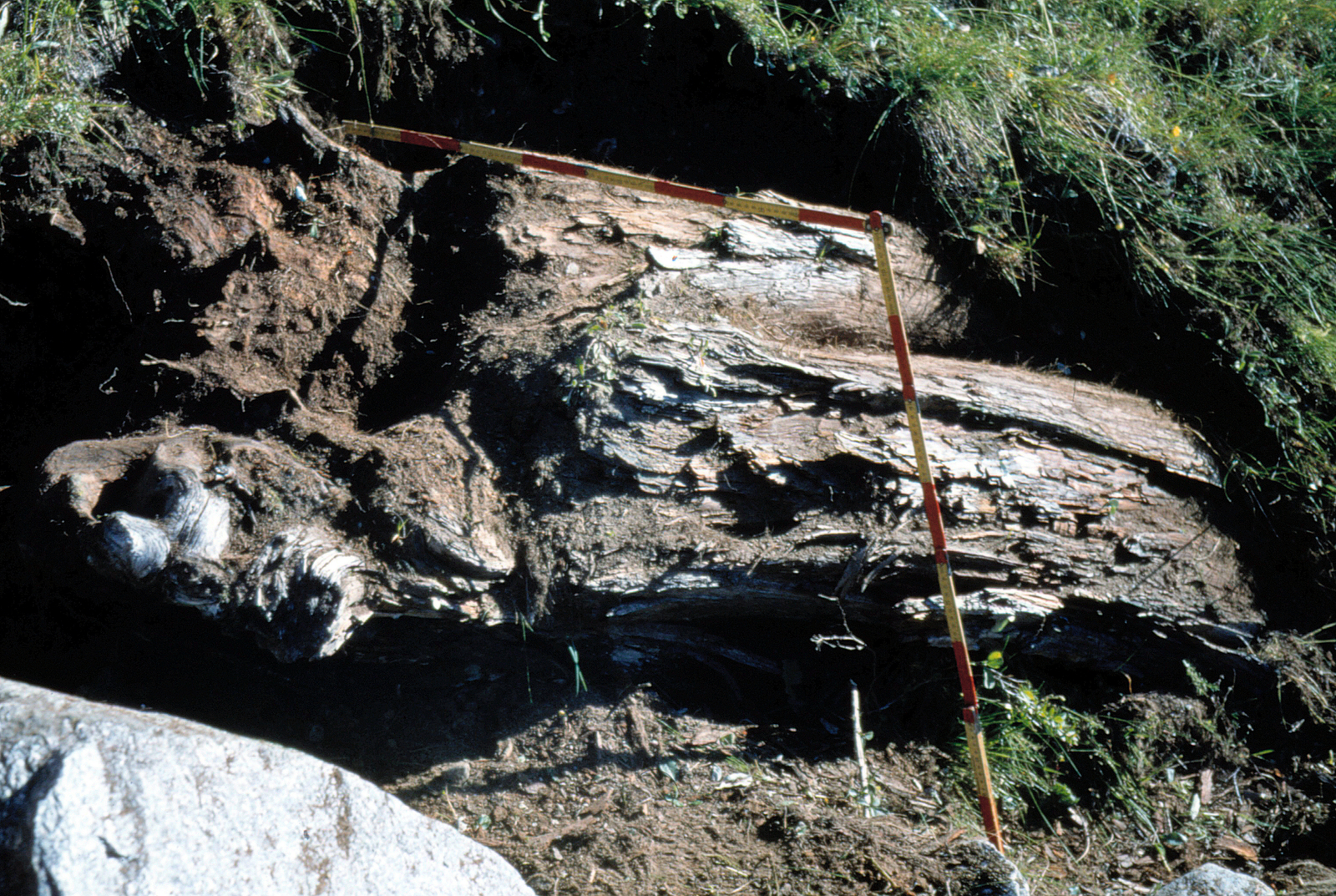Fossiler Baum 2B