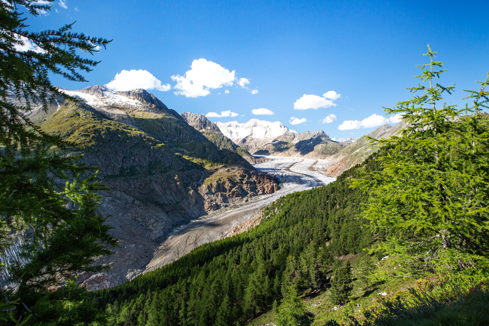 Aletsch forest – forest at the glacier's edge