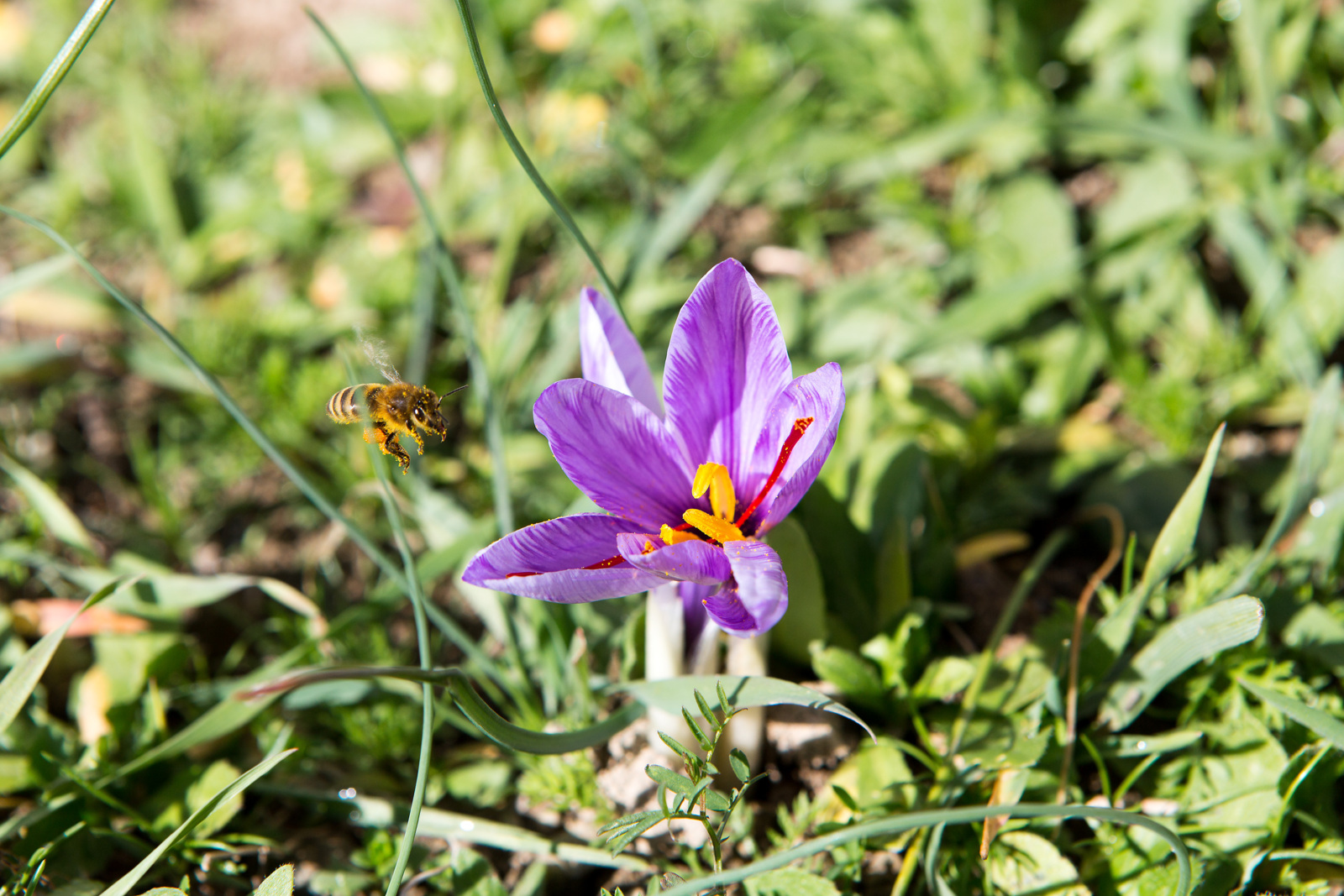 Saffron flower